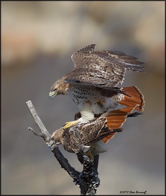 _2SB3776 red-tailed hawks mating.jpg